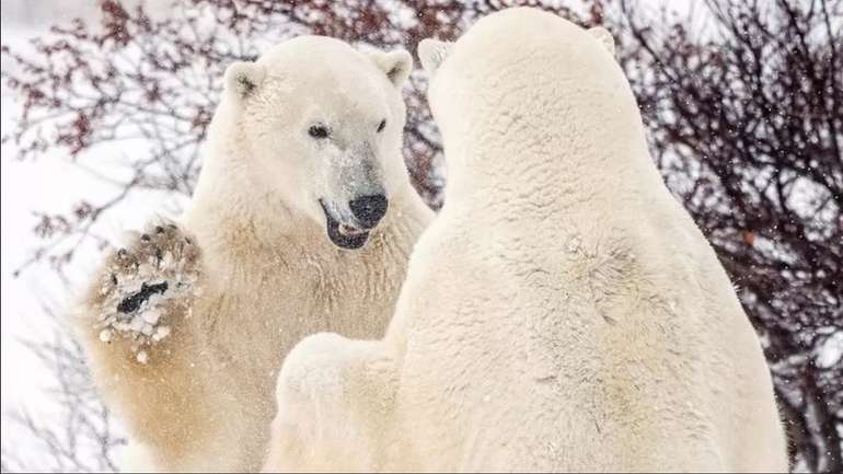 Канада повідомила про скорочення популяції білих ведмедів