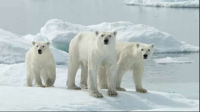 Канада повідомила про скорочення популяції білих ведмедів_2