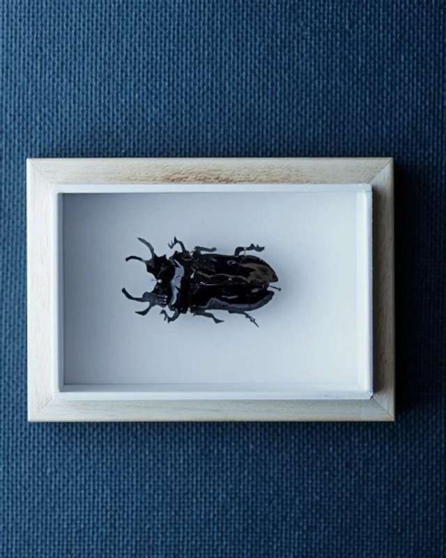 Той самий жук зі шкірки та варення