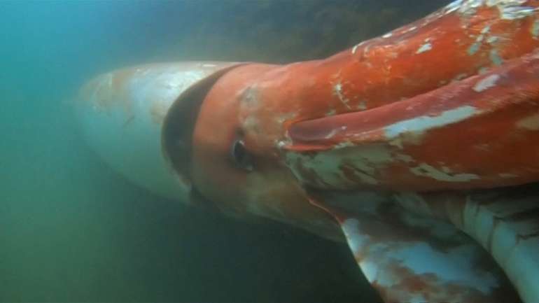 Японські дайвери виявили гігантського кальмара