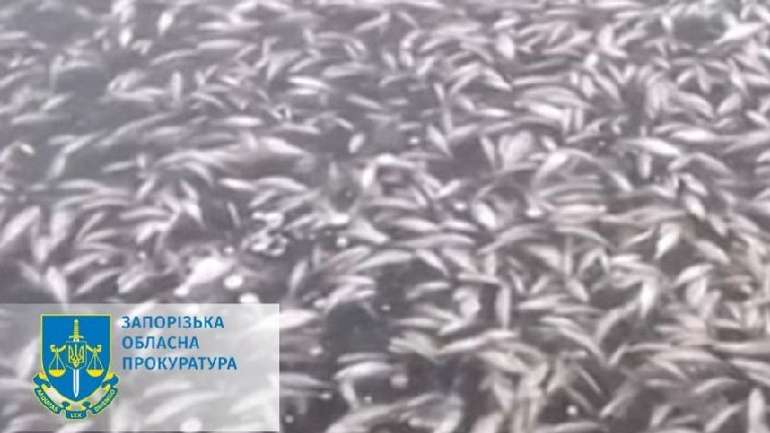 Правоохоронці нарешті розслідують мор риби у Дніпрі