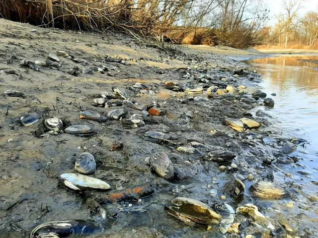 Каховське водосховище критично обміліло, риби майже не лишилося_6