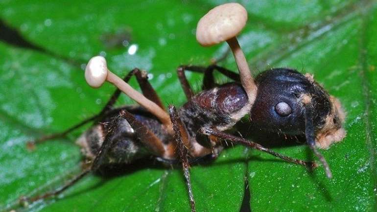 У Бразилії виявили мурах-зомбі