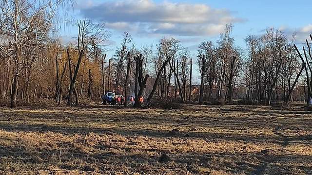 У Лубнах комунальники знищують дерева_1