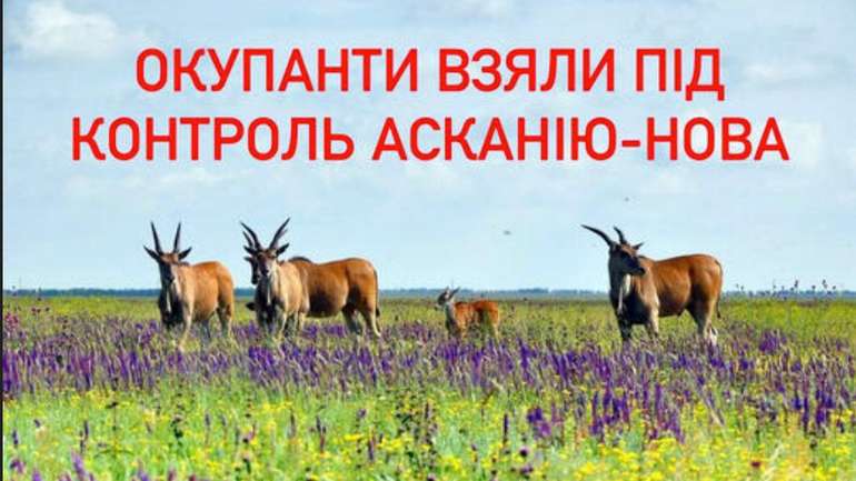 рф встановила свою адміністрацію в окупованому заповіднику "Асканія-Нова"