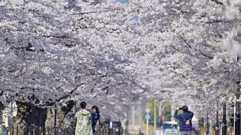 Відвідувачі фотографують цвітіння сакури в місті Томіока, префектура Фукусіма, у суботу.