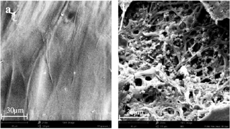 Науковці виявили гриби, які руйнують пластик за 140 днів