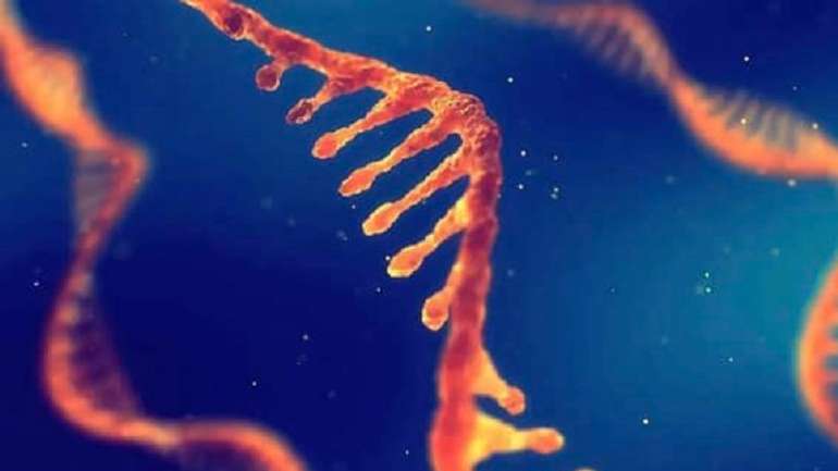 У людських генах виявлено прихований механізм відновлення РНК