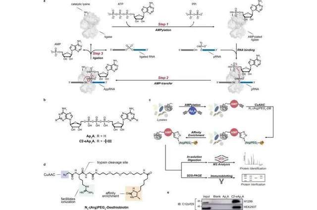 У людських генах виявлено прихований механізм відновлення РНК_1