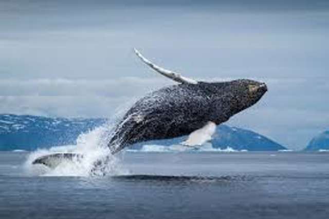 Хто є найбільшим довгожителем на Землі ?_1