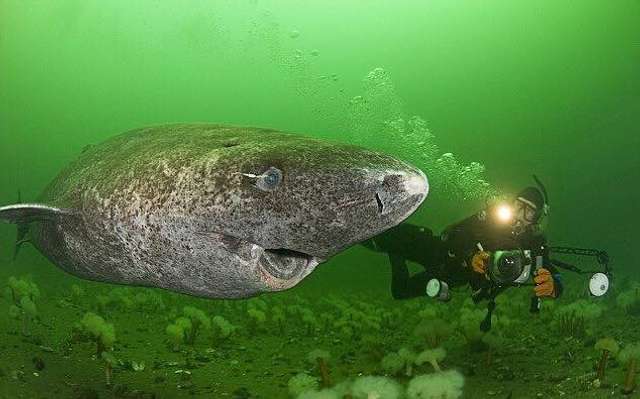 Хто є найбільшим довгожителем на Землі ?_7