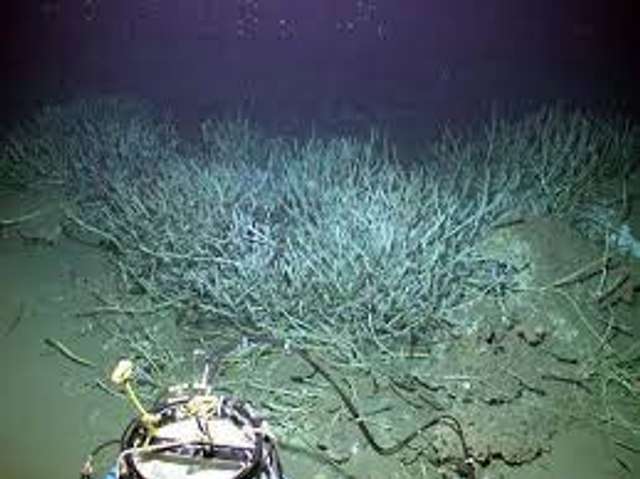 Хто є найбільшим довгожителем на Землі ?_9