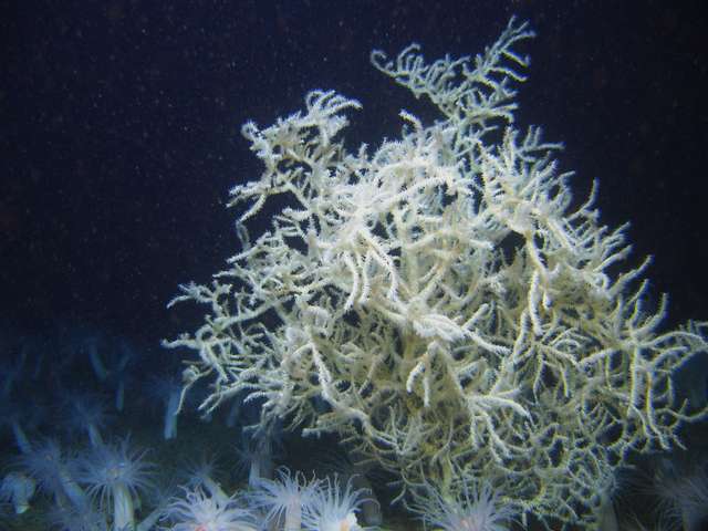 Хто є найбільшим довгожителем на Землі ?_13