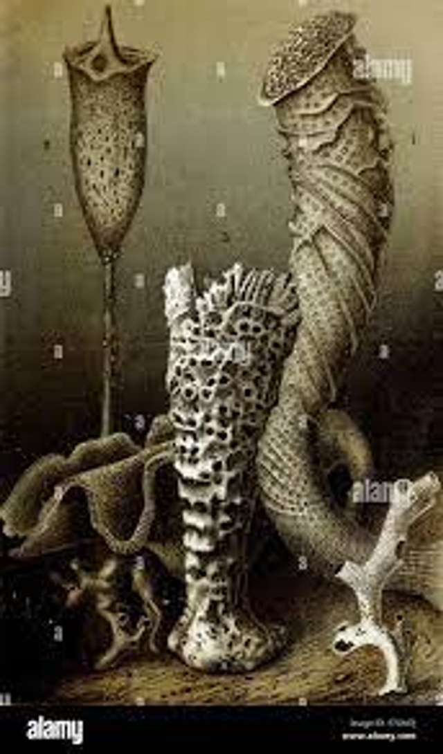 Хто є найбільшим довгожителем на Землі ?_15