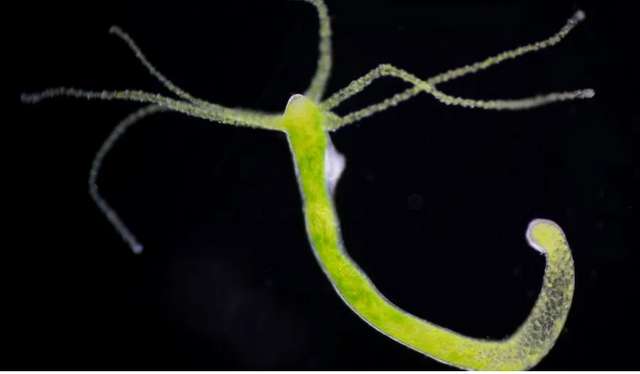 Хто є найбільшим довгожителем на Землі ?_19