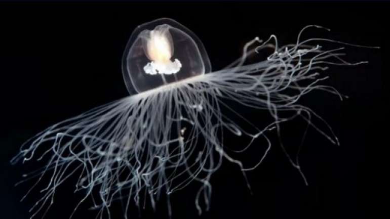 Хто є найбільшим довгожителем на Землі ?