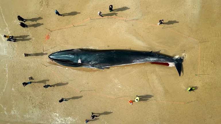 O tempora, o mores: мертвий кит став атракціоном для британців