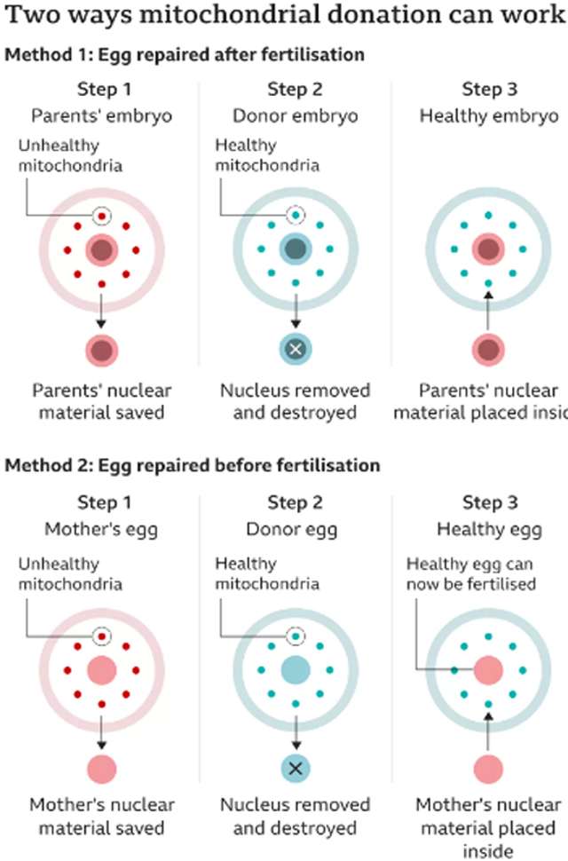 Дитина з ДНК від трьох людей народилася у Британії_1