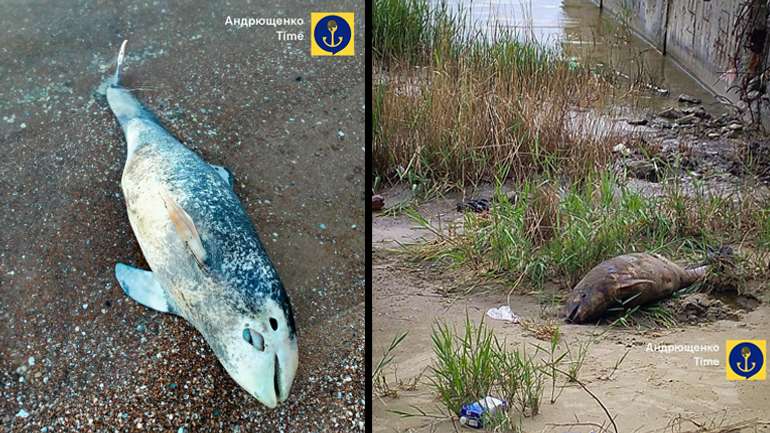 Сотні мертвих дельфінів вкрили пляжі Маріуполя