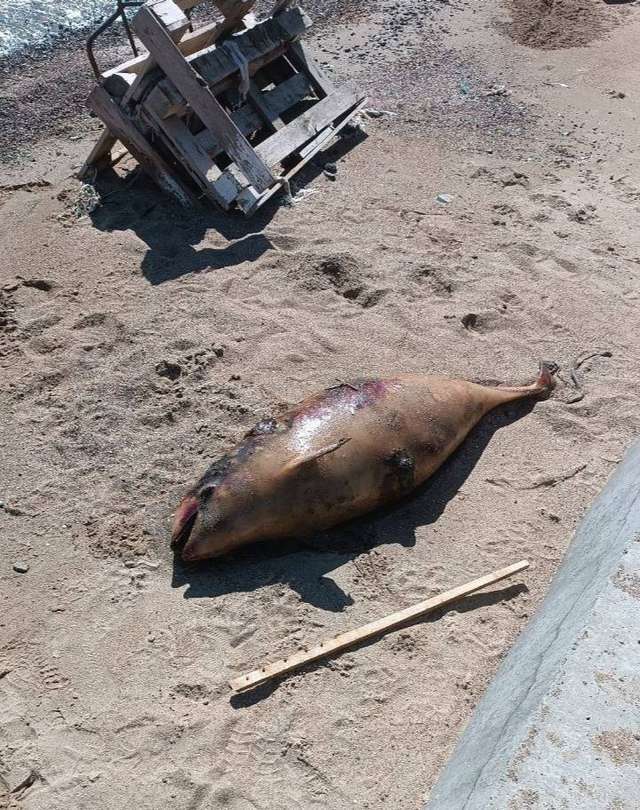 Сотні мертвих дельфінів вкрили пляжі Маріуполя_2