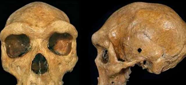  Репліка доісторичного черепа Брокен-Хілл або Кабве з музею в Лівінгстоні, Замбія, з очевидним кульовим отвором (ліворуч). 