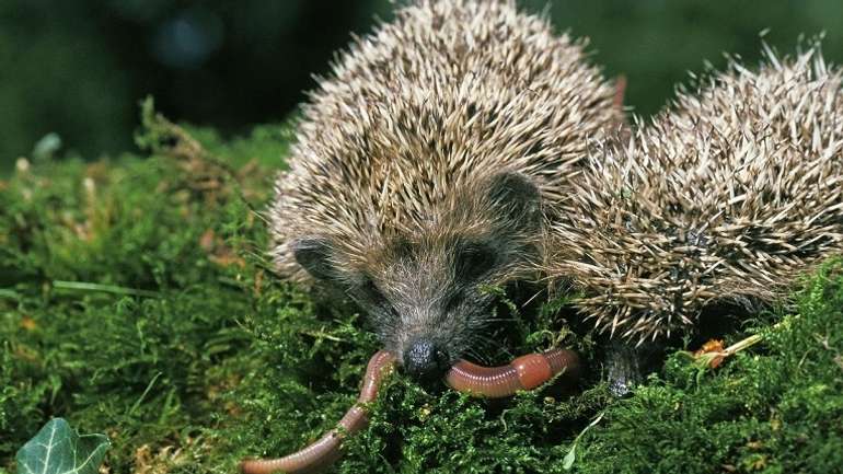 Чим харчуються їжаки?