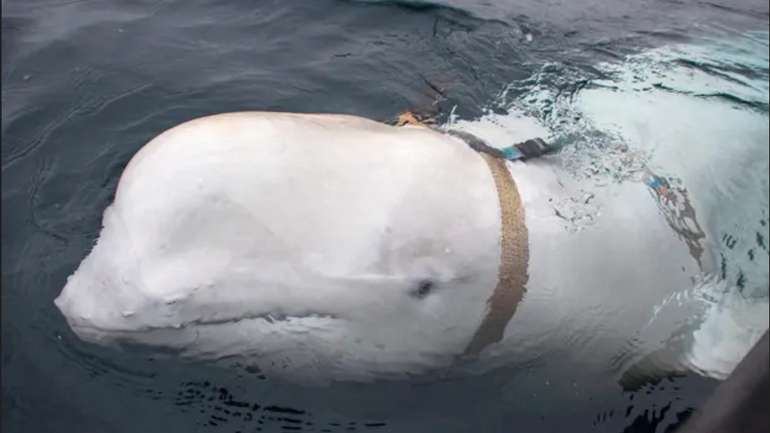 російський кит-шпигун знову з’явився біля узбережжя Швеції
