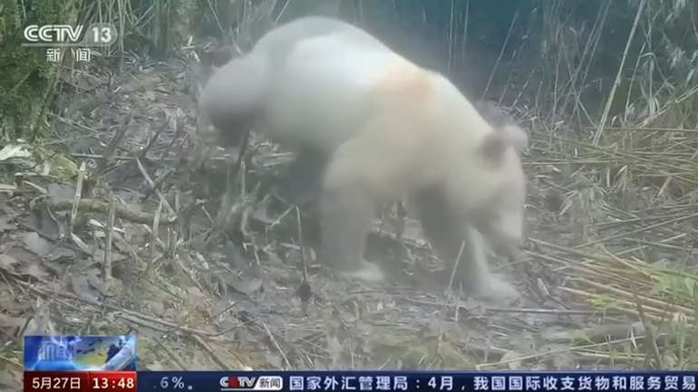 У джунґлях Китаю виявили панду-альбіноса