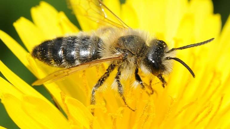 У світі зменшується популяція бджіл, мух і мурах, – британські науковці