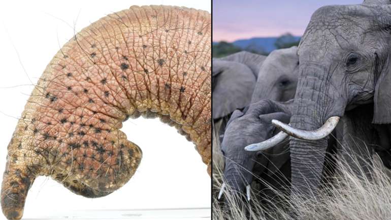 Навіщо слонам потрібні вуса на хоботі?
