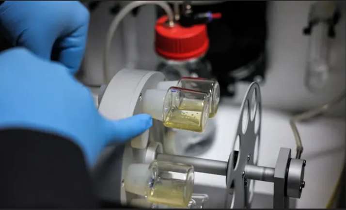 Вчені виростили штучні ембріони зі стовбурових клітин