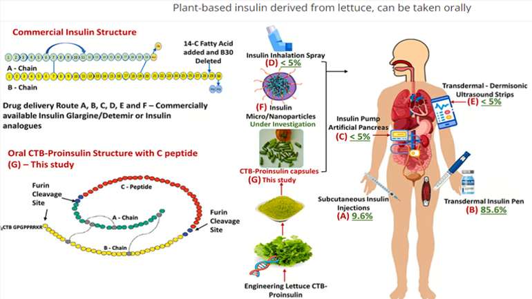Інсулін із листя салату тепер реальність