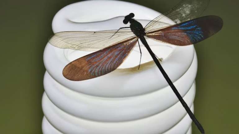 Чому комах приваблює світло ?