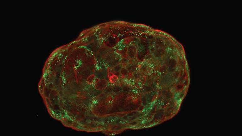 Навіщо біологи створюють детальні лабораторні копії ранніх людських ембріонів?