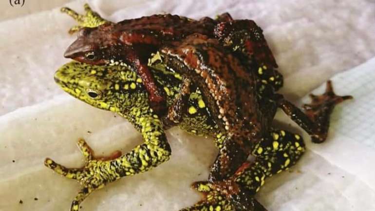 Амплексус або дива жаб'ячого коїтусу