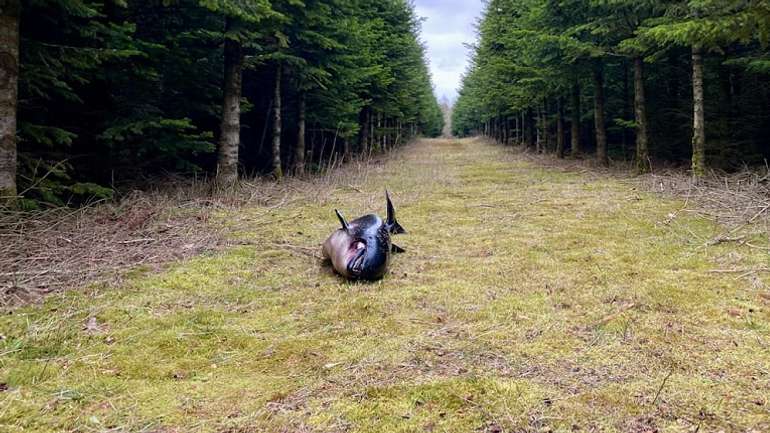 У Данії серед хвойного лісу знайшли мертвого кита