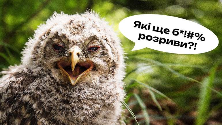 Совеня довгохвостої сови здивоване рішенням Верховинського нацпарку