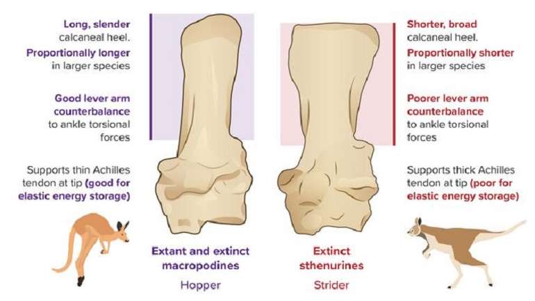 Предки сучасних кенгуру не вміли стрибати, – зоологи