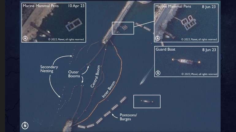 Окупанти збільшили кількість бойових дельфінів у Севастополі, - британська розвідка