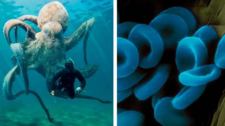 Блакитна кров і розумні щупальця