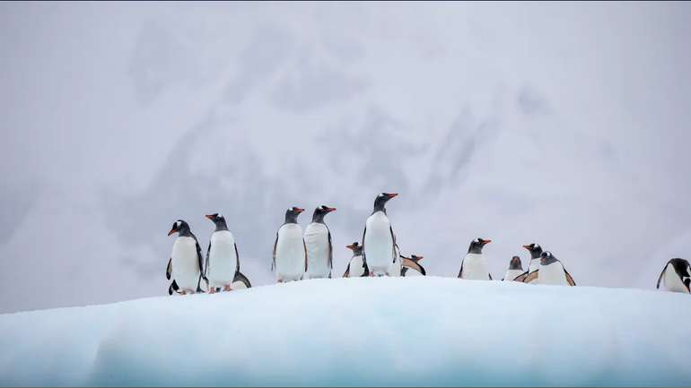Що знаходиться під льодом Антарктиди ?