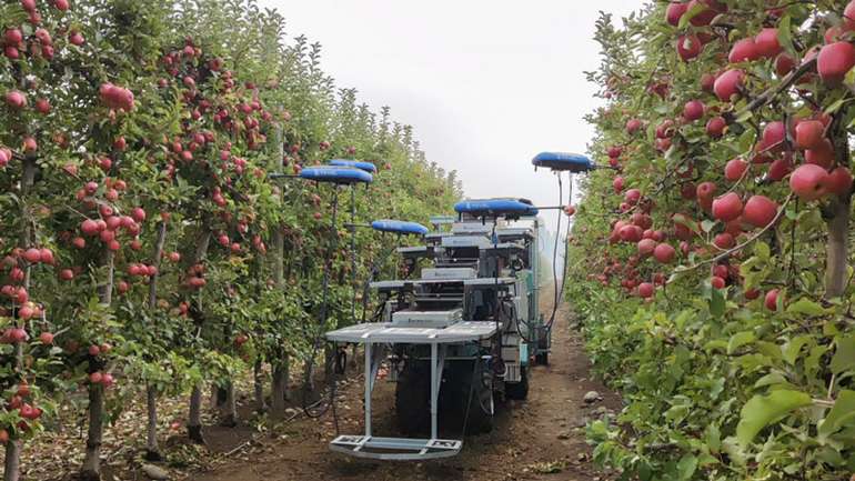 Штучний інтелект допомагає збирати врожаї яблук