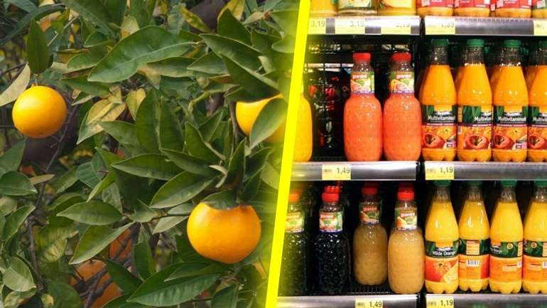 Світу загрожує історичний дефіцит апельсинового соку
