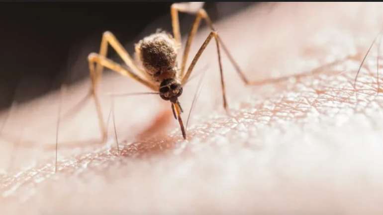 Американські генетики створили безпечного для людей комара