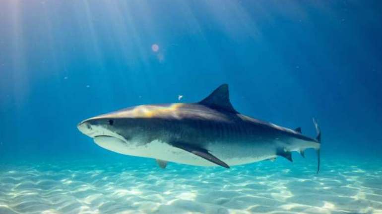 Вчені зафільмували таємне соціальне життя акул