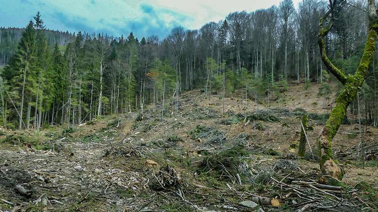 "Слуги неукраїнського народу" знищують ліси Карпат