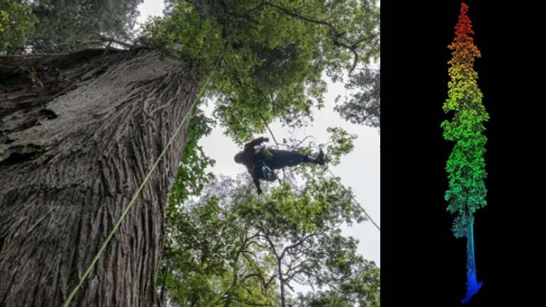 Знайдено найвище дерево Азії