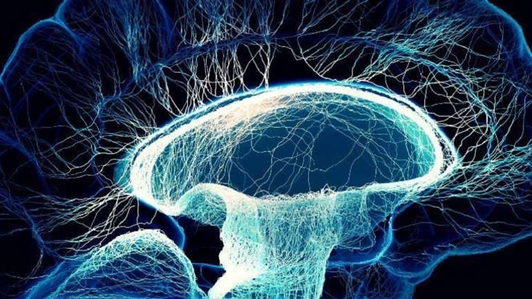 Нейробіологи виявили частину мозку, яка відповідає за свідоме сприйняття