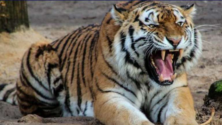 Чому не варто видаляти кігті тиграм чи великим котам