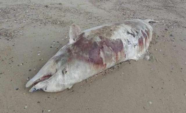 Унаслідок воєнних дій у Чорному та Азовському морях масово гинуть дельфіни_2